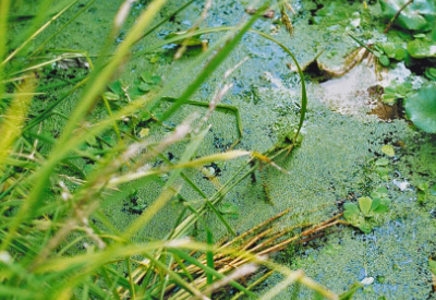 Surface water has a broader exposure to contamination like organic matter.