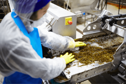 Food production worker handling food material on the assembly line.